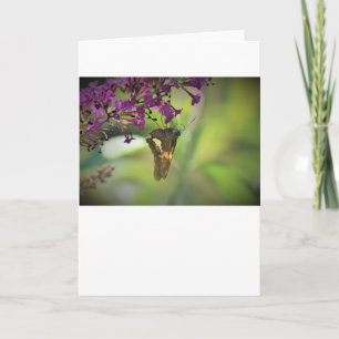 Butterfly, card