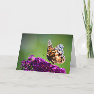 Butterfly, card