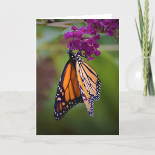 Butterfly, card