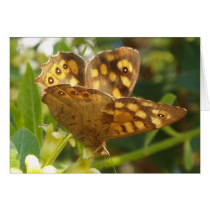 Butterfly Card