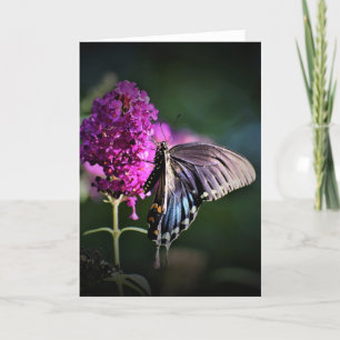 Butterfly, card