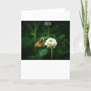 Butterfly, card