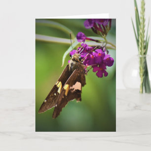 Butterfly, card