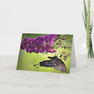 Butterfly, card