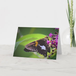Butterfly, card