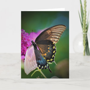 Butterfly, card