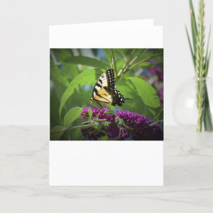 Butterfly, card