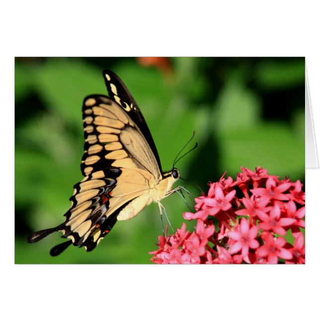 Butterfly card (Front Horizontal)