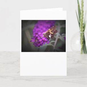 Butterfly, card