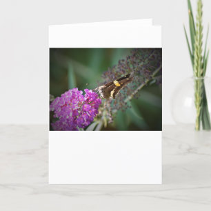 Butterfly, card
