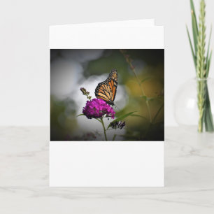 Butterfly, card