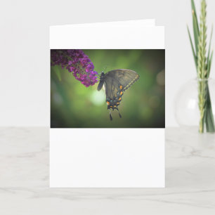 Butterfly, card