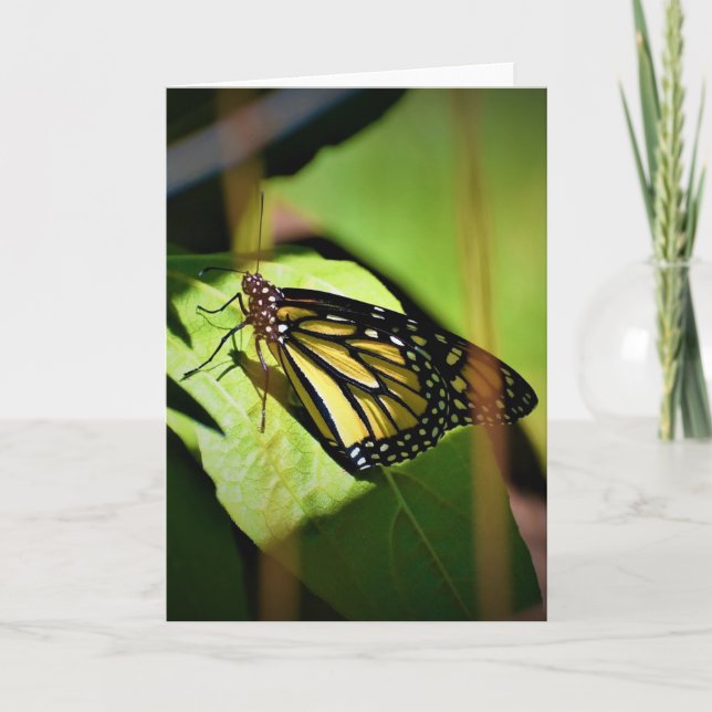 Butterfly, card (Front)