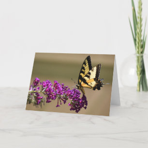 Butterfly, card