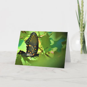Butterfly, card
