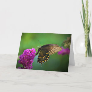 Butterfly, card