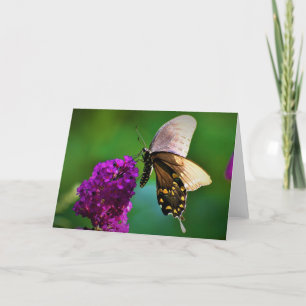 Butterfly, card