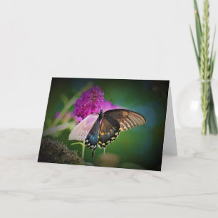 Butterfly, card