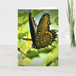 Butterfly, card