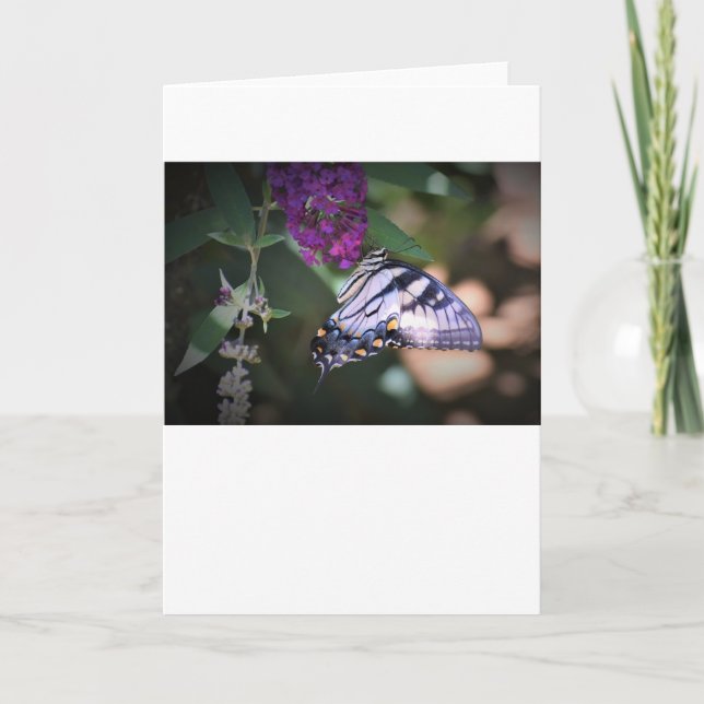 Butterfly, card (Front)