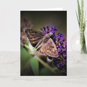Butterfly, card