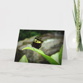 Butterfly Card