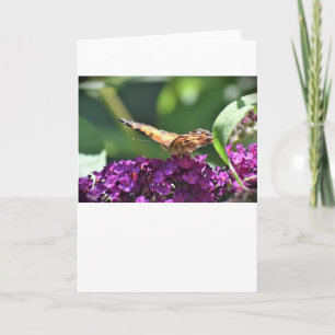 Butterfly, card