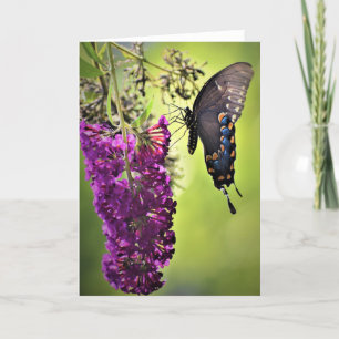 Butterfly, card