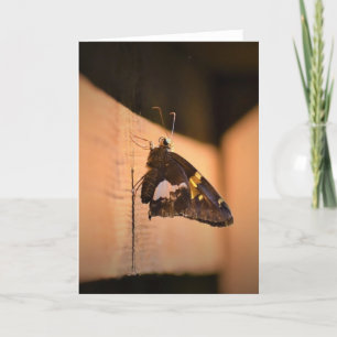 Butterfly, card