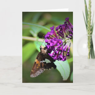 Butterfly, card