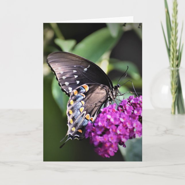 Butterfly, card (Front)