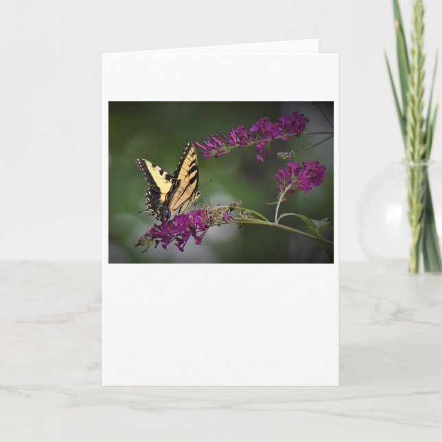 Butterfly, card (Front)