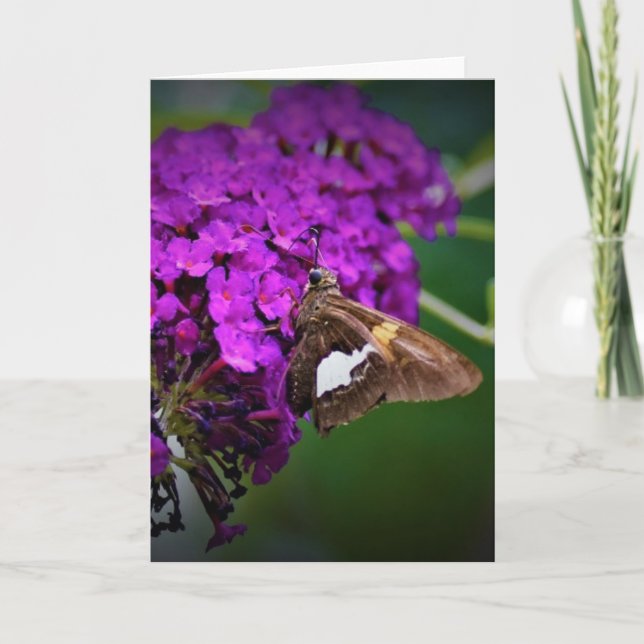 Butterfly, card (Front)