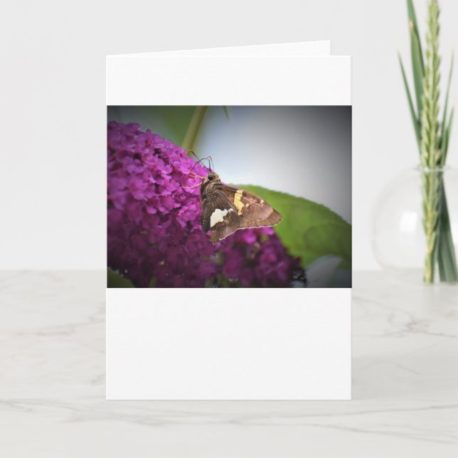 Butterfly, card (Front)