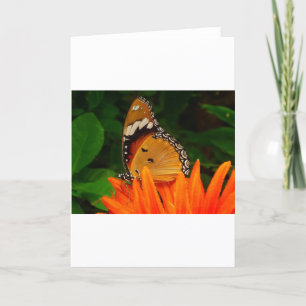 Butterfly Card