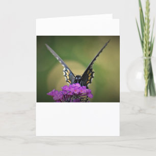 Butterfly, card