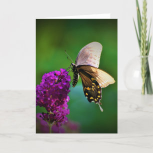 Butterfly, card