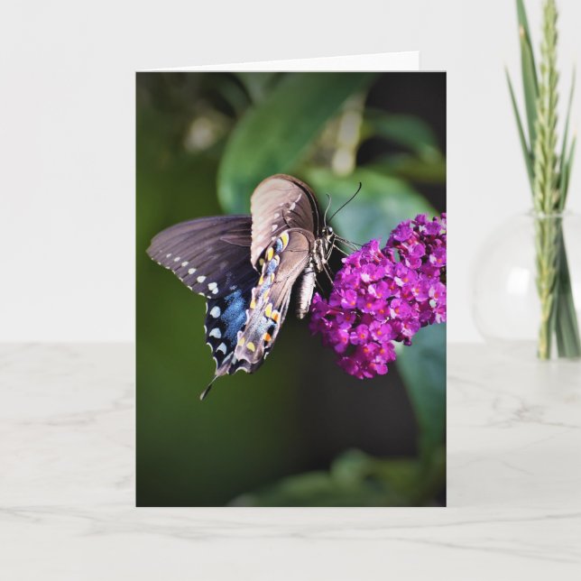Butterfly, card (Front)