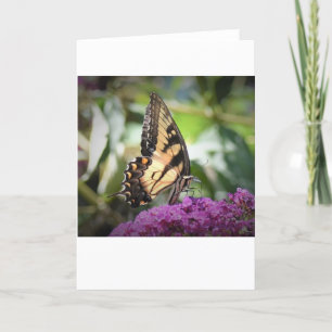 Butterfly, card