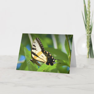 Butterfly, card