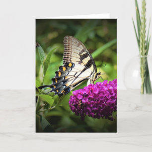Butterfly, card
