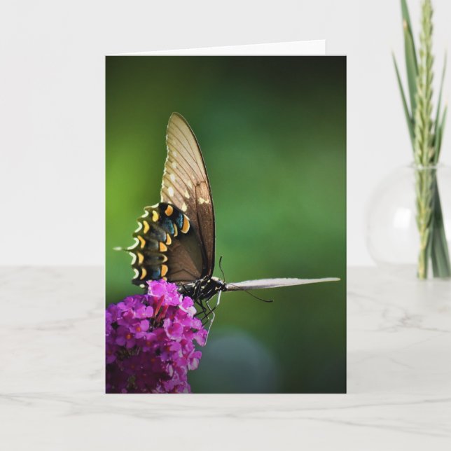 Butterfly, card (Front)