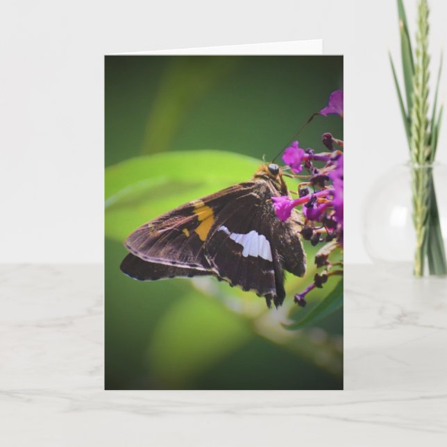 Butterfly, card (Front)