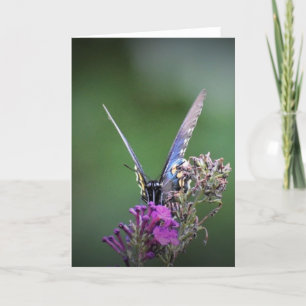 Butterfly, card