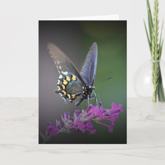 Butterfly, card (Front)