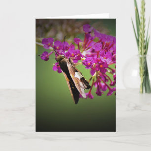 Butterfly, card