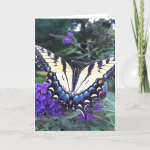 Butterfly Card 3