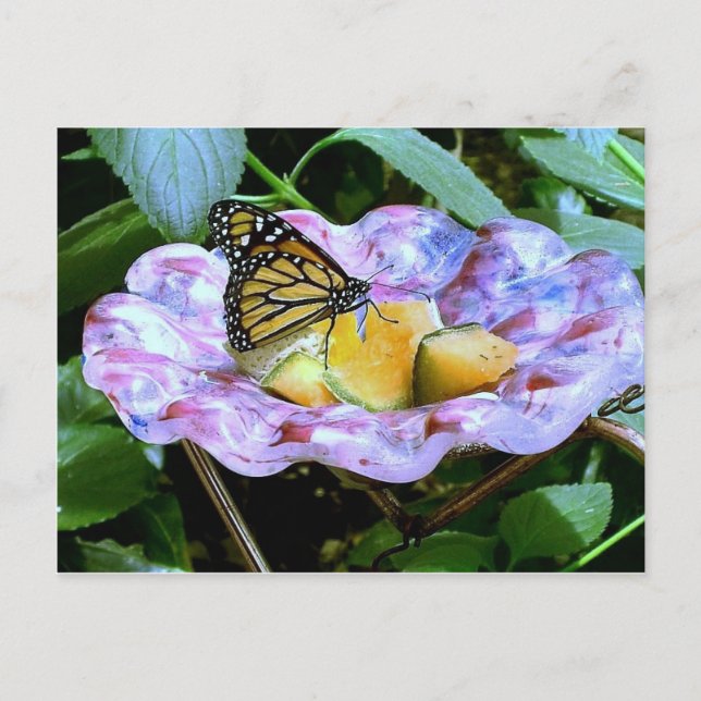 Butterfly Cartoon Postcard (Front)