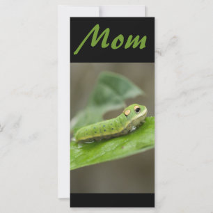 Butterfly Caterpillar Larva