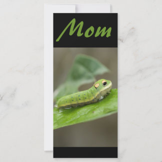 Butterfly Caterpillar Larva